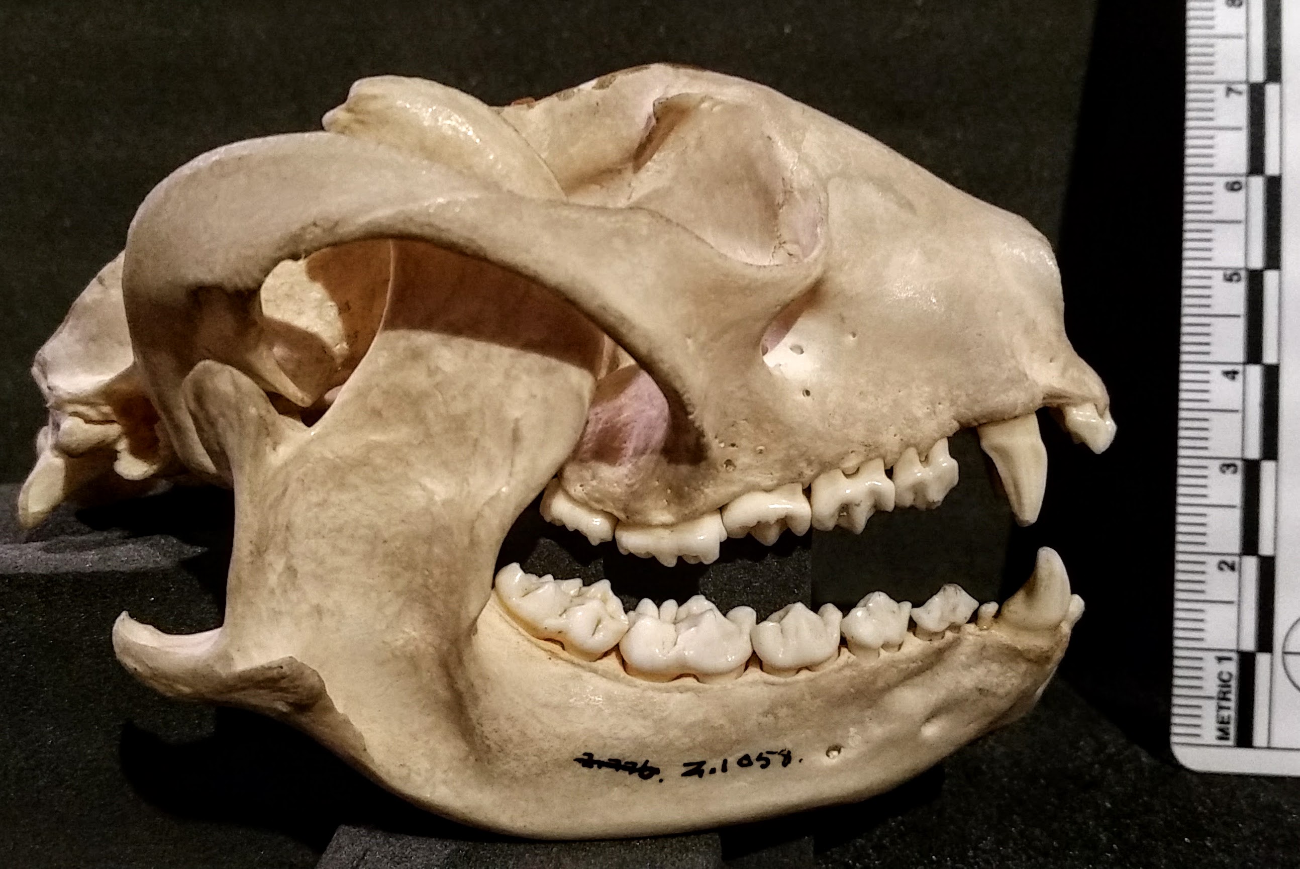 Specimen LDUCZ-Z1058 from the Grant Museum of Zoology