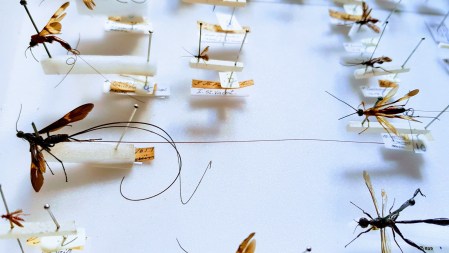 Wasps collected by Charles Darwin during the Voyage of the Beagle.