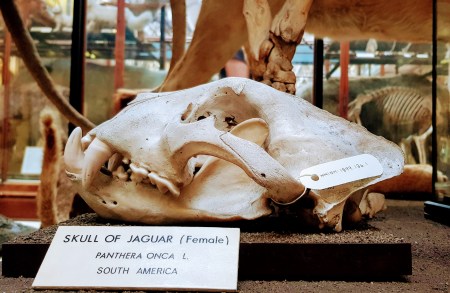 Skull of female Jaguar in the Dublin Dead Zoo