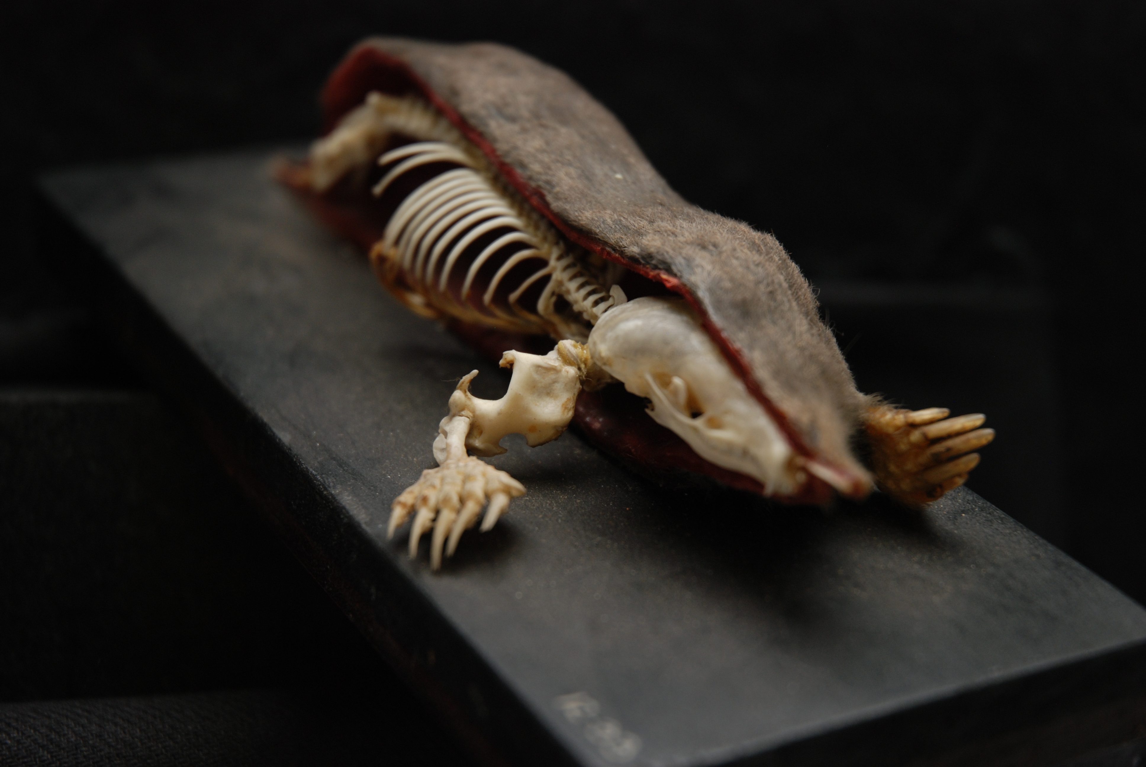 Double prep mole from the Horniman Museum