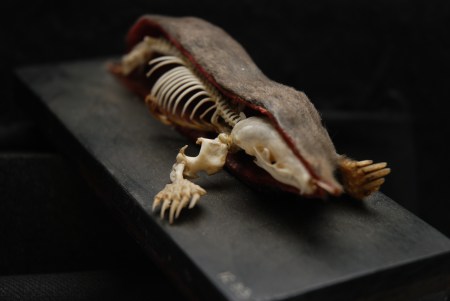 Double prep mole from the Horniman Museum