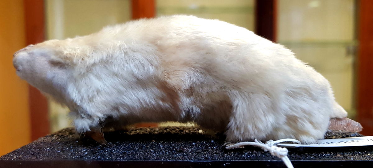 Southern_marsupial_mole