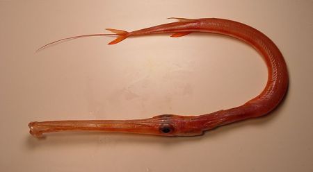 Red Cornetfish Fistularia petimba from the Gulf of Mexico. Image by SEFSC Pascagoula Laboratory; Collection of Brandi Noble, NOAA/NMFS/SEFSC