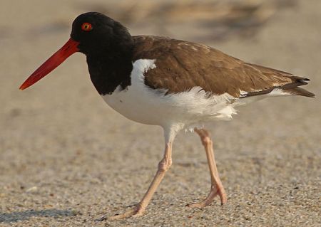 American Oystercatcher by DonaldRMiller, 2010
