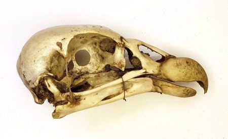 King Vulture Sarcoramphus papa (Linnaeus, 1758)