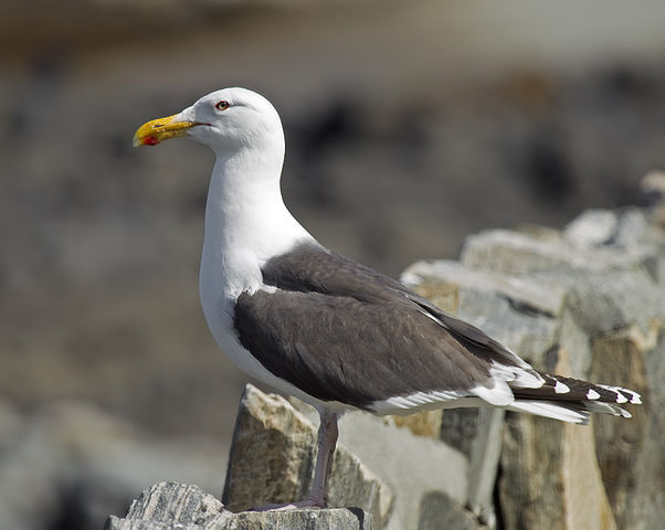Great Black-backed Gull by Andreas Trepte, 2010
