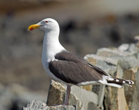 Great Black-backed Gull by Andreas Trepte, 2010