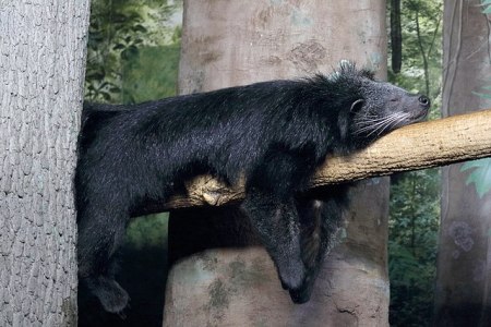 Binturong by Greg Hume, 2017