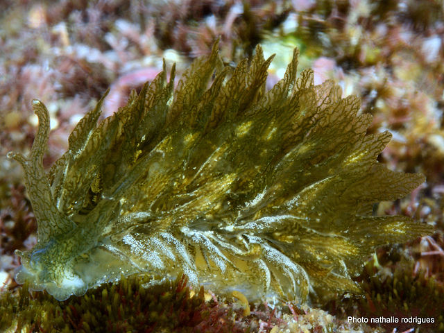 Caliphylla sp. from Réunion, by Nathalie Rodrigues, 2015