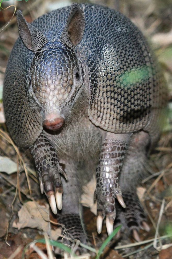9-banded Armadillo by Ereenegee, 2011