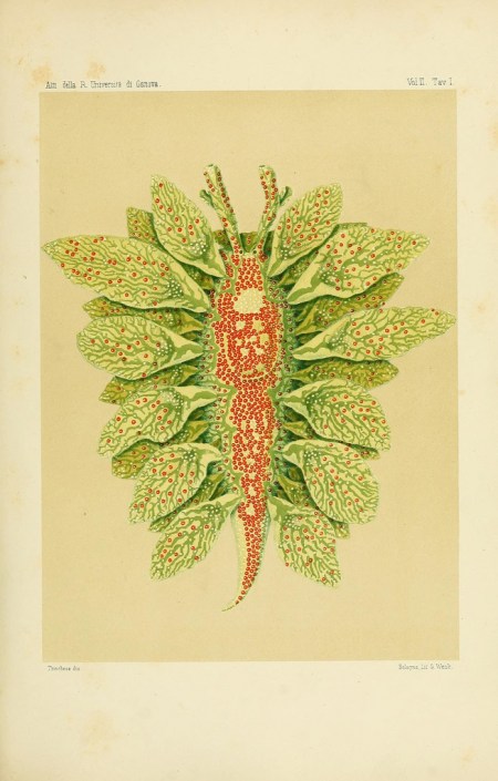 Caliphylla mediterranea by S. Trinchese in Æolididae e famiglie affini del porto di Genova, Pt.1 (c.1877-1879)