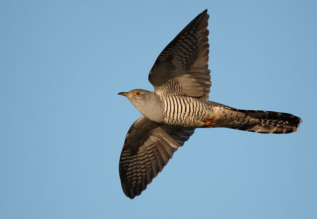 Common cuckoo by Vogelartinfo, 2010