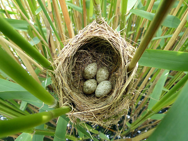 Reed Warbler nest with what looks like a sneaky impostor egg... Image by NottsExMiner, 2012