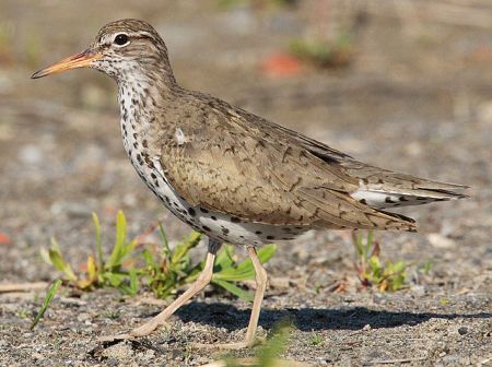 Spotted Sandpiper, at Bluffer's Park (Toronto, Canada), by Factumquintus, c.2005