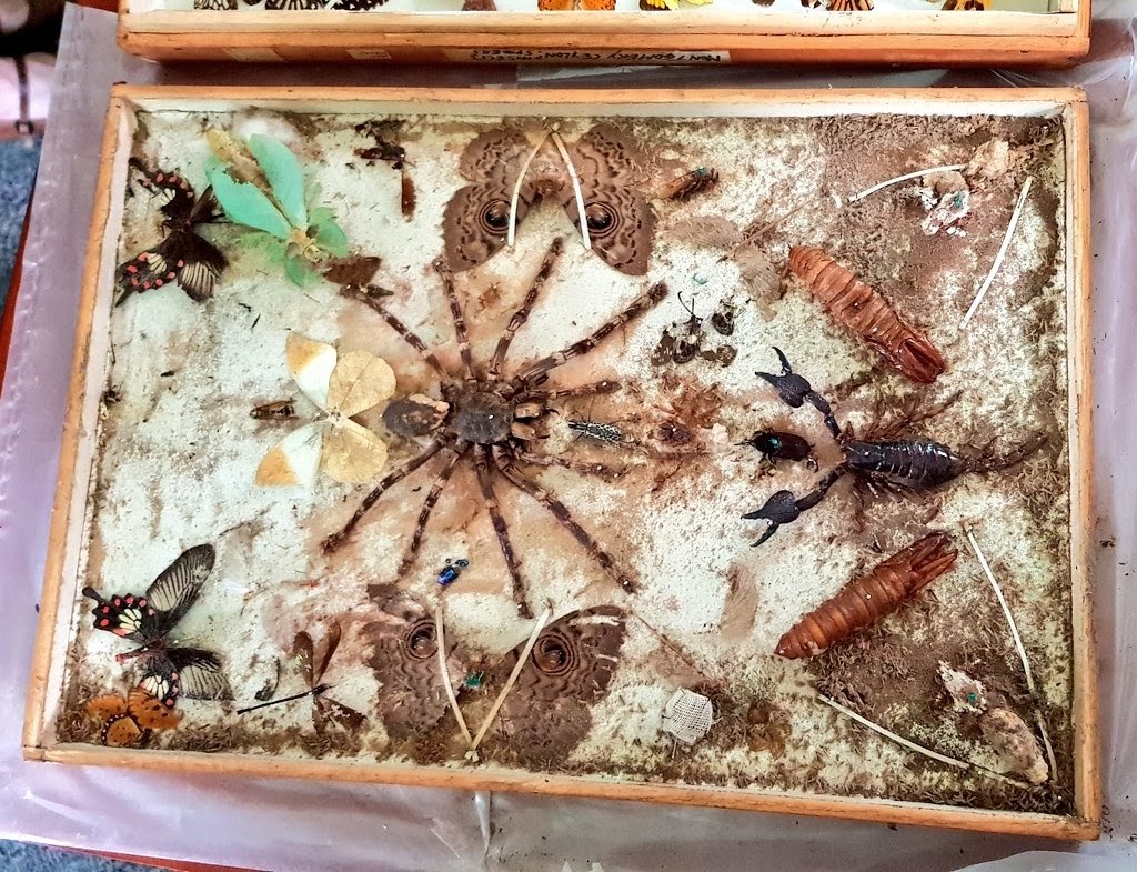 Damage caused by a Reesa vespulae infestation