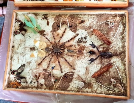 Damage caused by a Reesa vespulae infestation