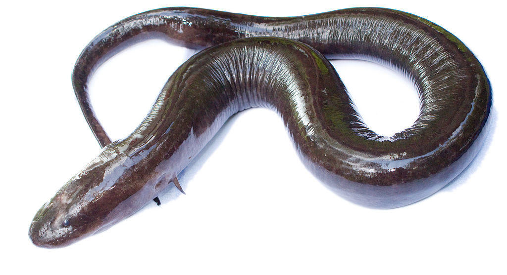 1024px-amphiuma_28two-toed29