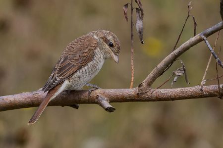 1024px-red-backed_shrike_28lanius_collurio29