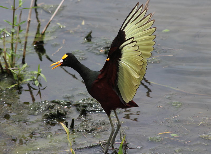 northernjacana