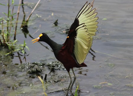 northernjacana
