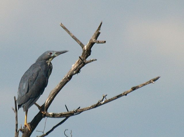 Dwarf Bittern in South Africa. Image by Mark Tittley, 2011
