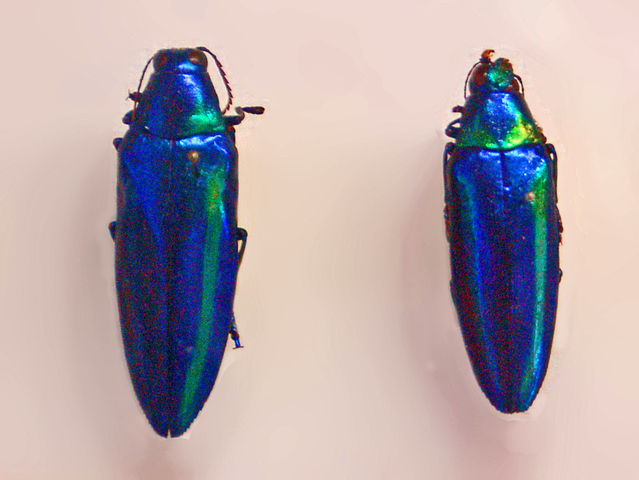 Chrysochroa rajah from southern China. Photo by Hectonichus 2010