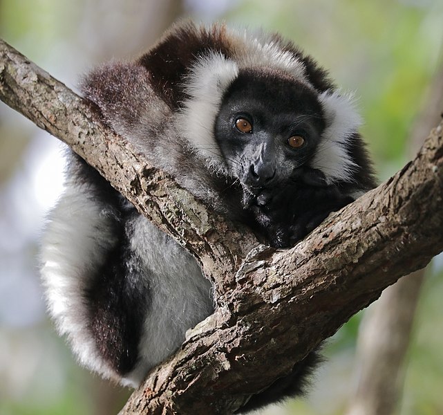 Black and white ruffed lemur by Charles J Sharpe, 2018