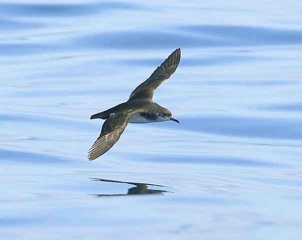 604px-8002cmanx_shearwater