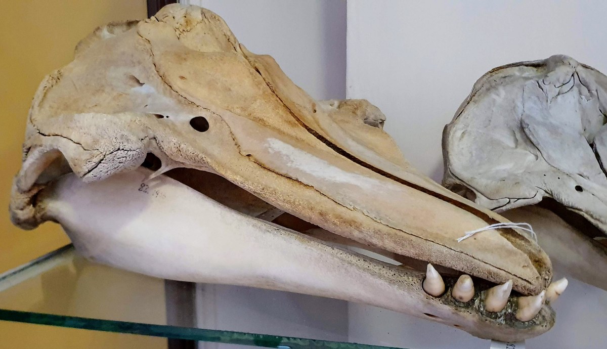 Friday mystery object #409 answer | Zygoma