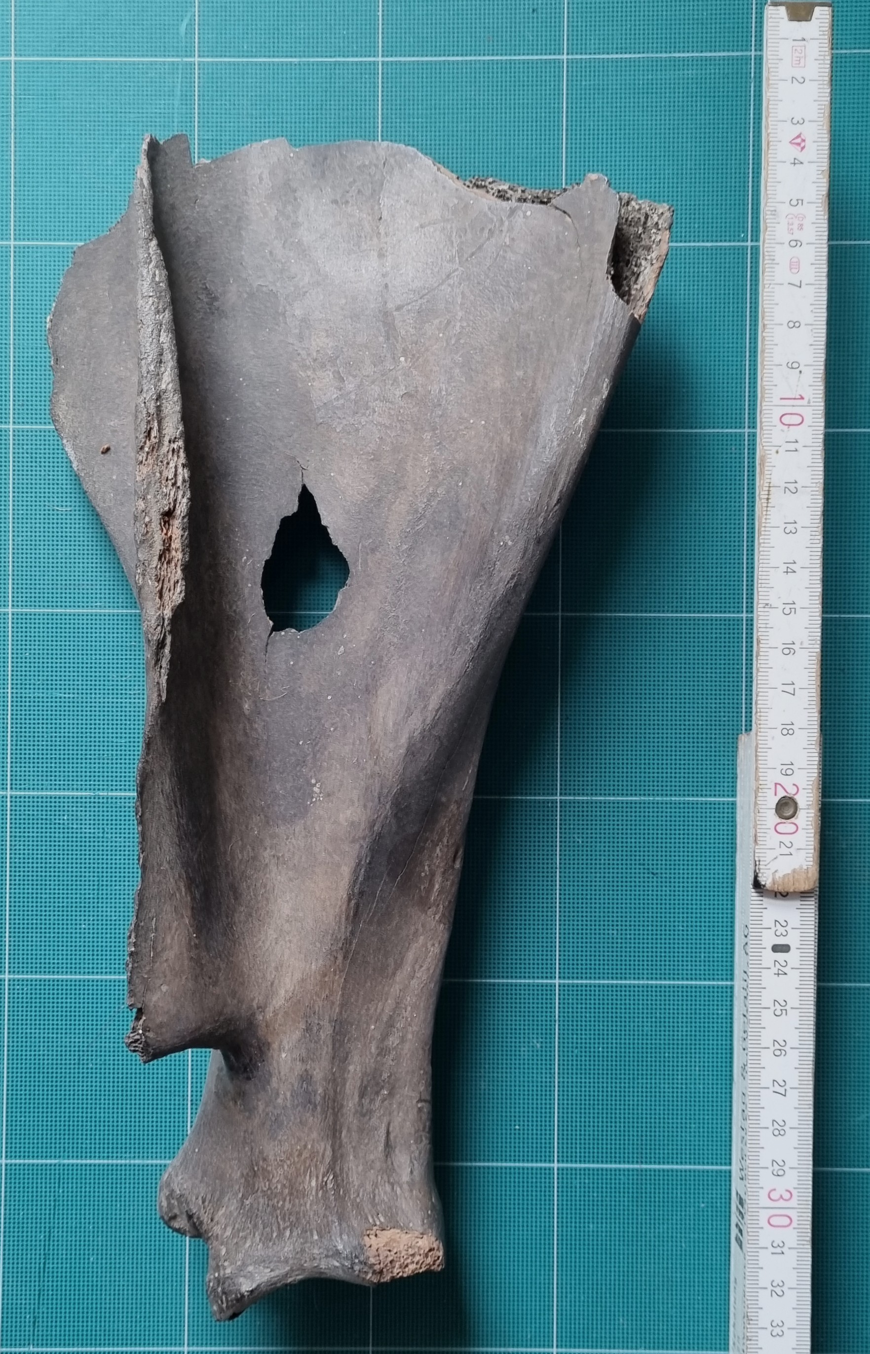 Friday mystery object #437 answer | Zygoma