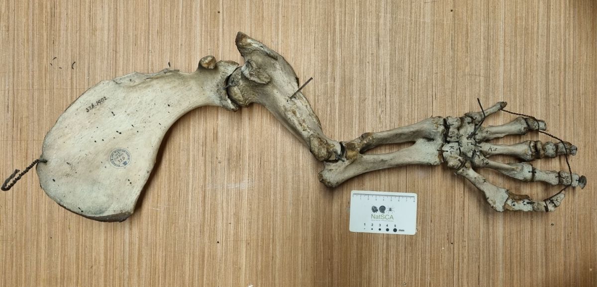 Friday mystery object #489 | Zygoma